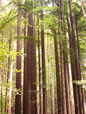 Multiple tress standing in a forest.