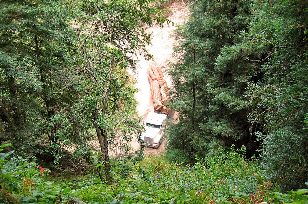 Quality Forestry and sustainable logging on the central coast of