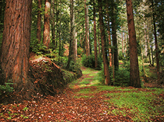 Looking down a trail in a healthy forest.