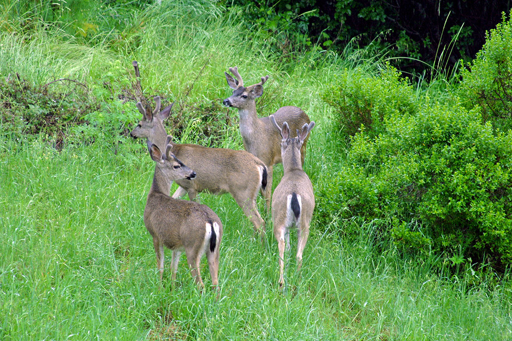 Four young deer in a forest meadow.