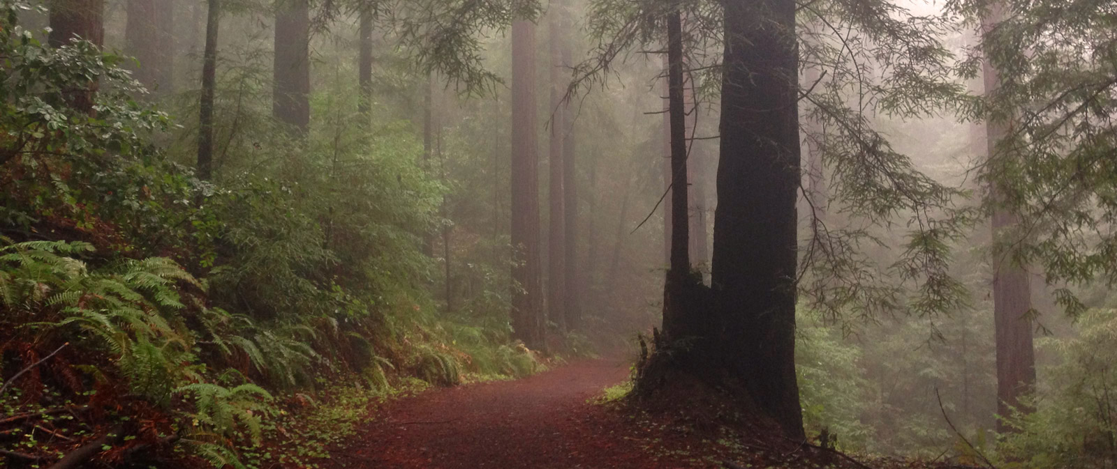 Big Creek Lumber - A healthy forest