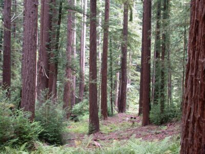 redwood trees in the forest