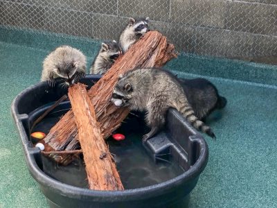 Raccoons climbing on bark in a tub of water